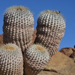 Cactus Desierto de atacama